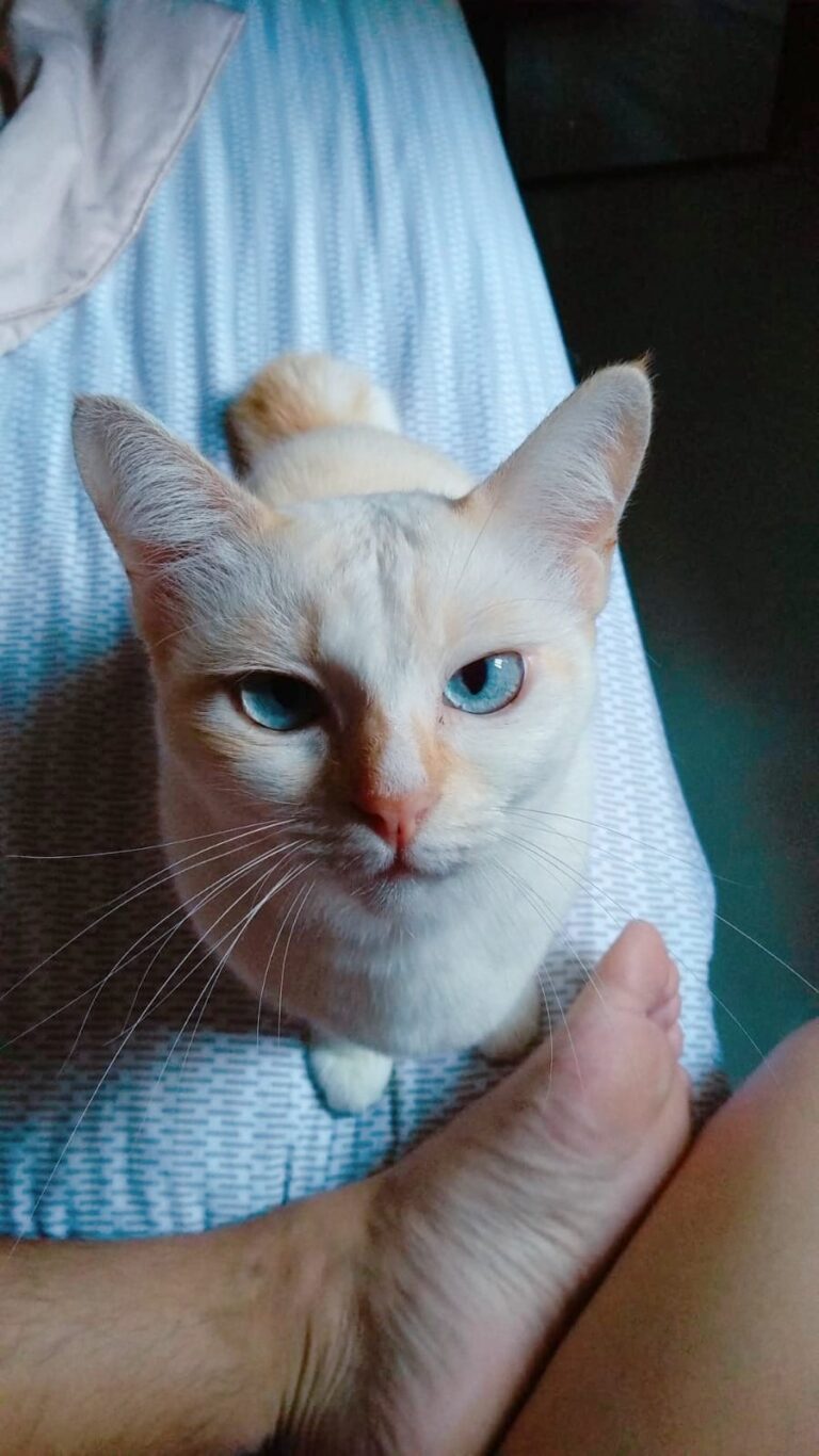Good morning hooman, where is my food?