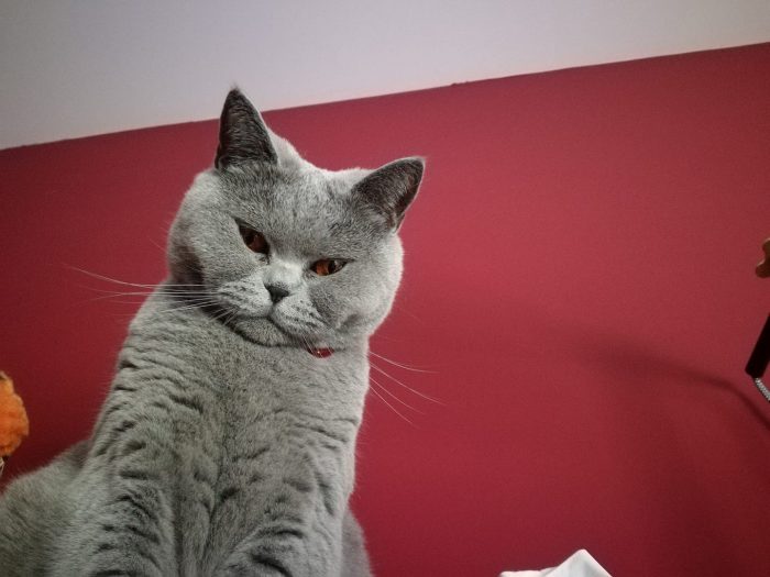 Waking up to the disapproving stare of my cat