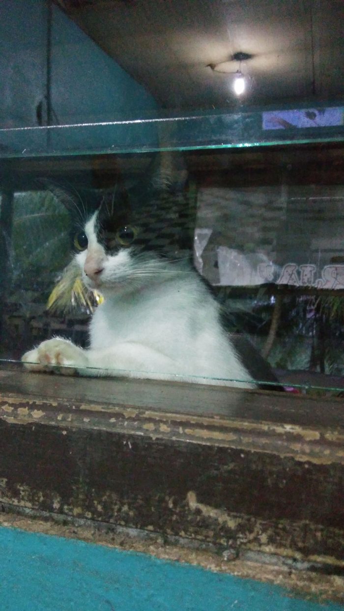 Helo I am from Indonesia