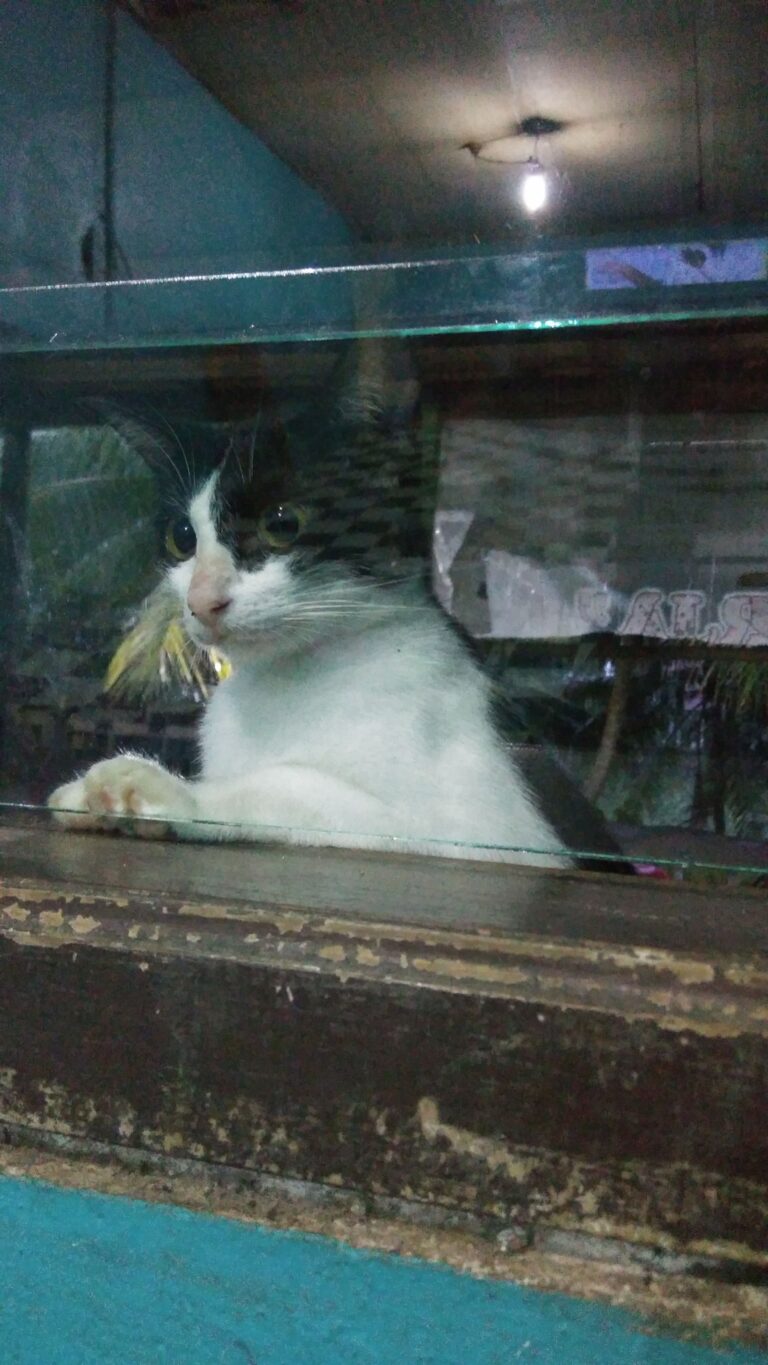 Helo I am from Indonesia
