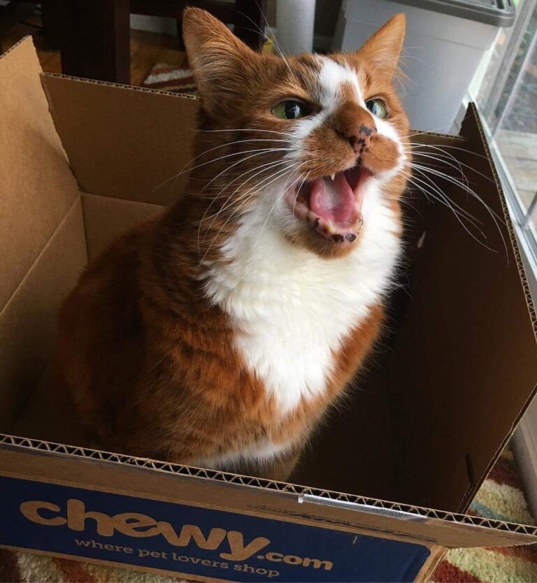 Surprise