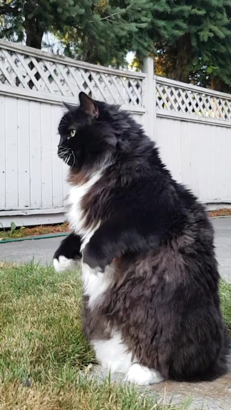 CATZILLA