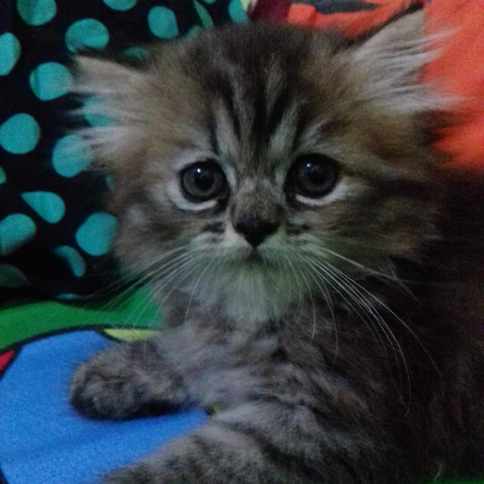 My Queen
