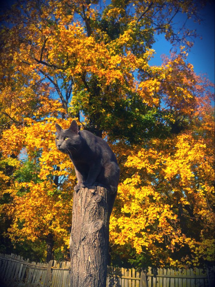 Nice weekend,everybody #autumndayFELIX