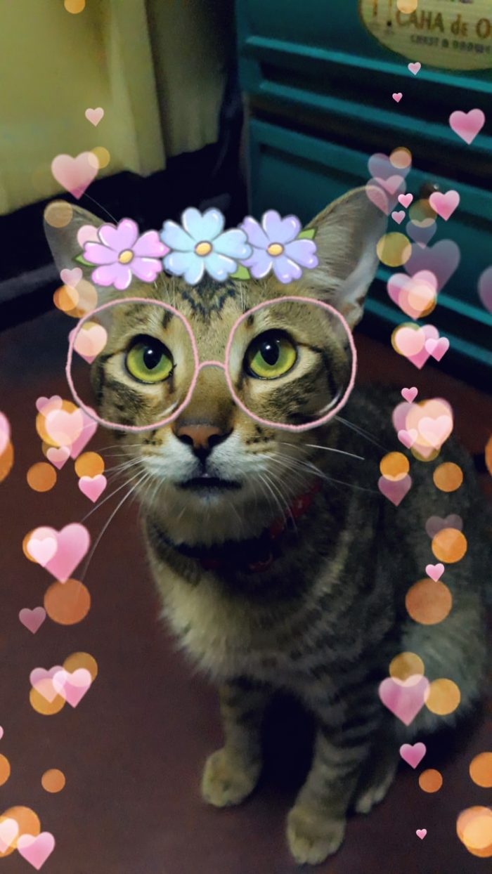 When your furbaby loves snapchat.  post yours too.  #Mong #SelfieLover #SnapChat