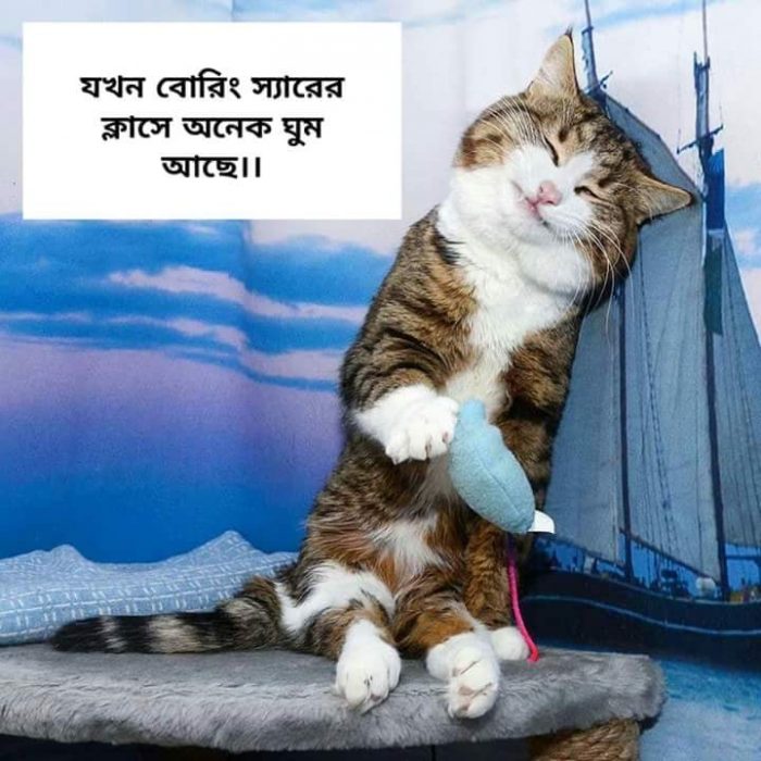 No tension Cat Sleep