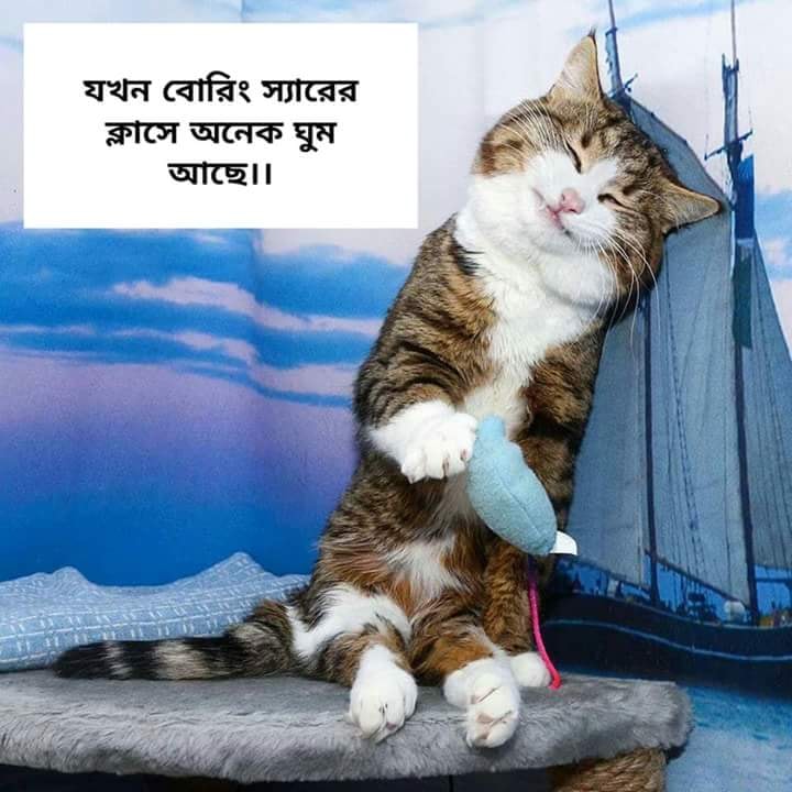 No tension Cat  Sleep