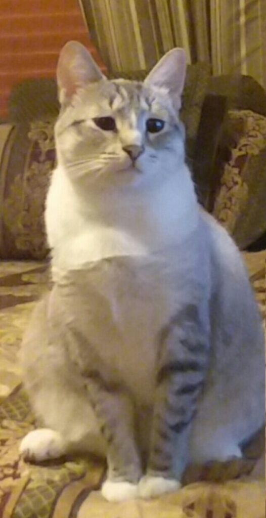 This is Nini