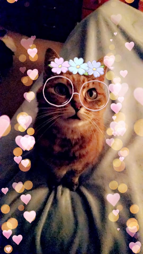 Snapchat filters for cats are out!