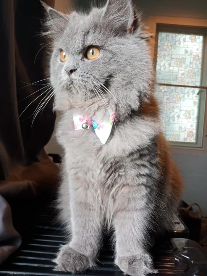 Can show me your cat collar..