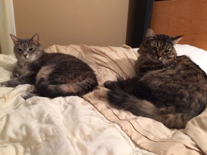 Morning snuggles with my fur babies.