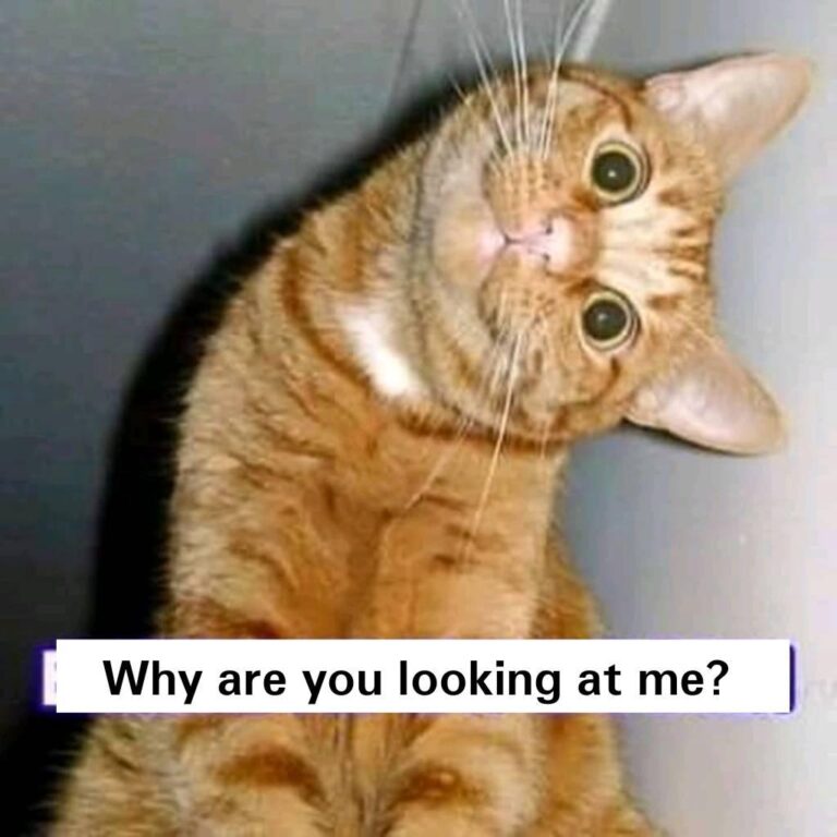 CREEPY But CUTE