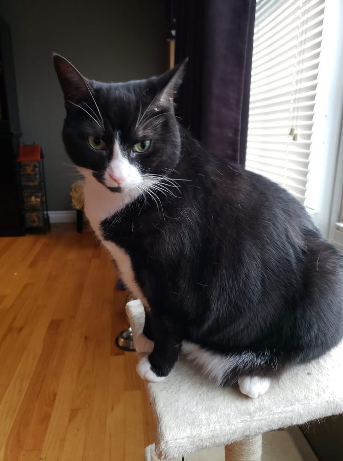 My baby girl, Molly. She is a rescue cat, 2 years old when I got her from a shel