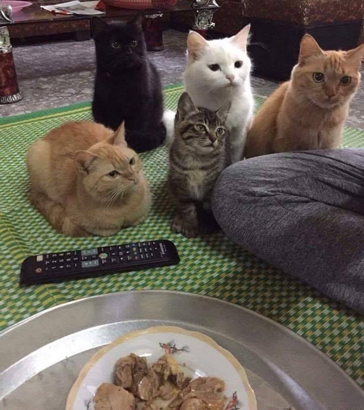 Hooman, don't just sit there and ignore us!