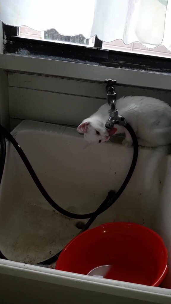 Having a drink