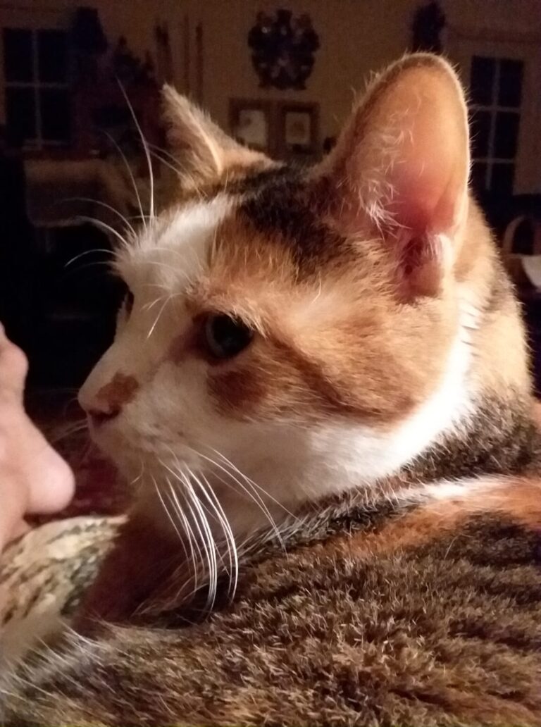My beautiful Persephone.  She is a wonderful lap cat.