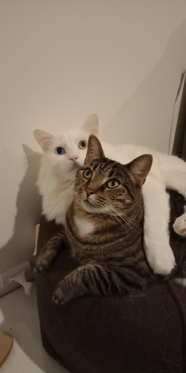 Arnie with his arm around abby so cute