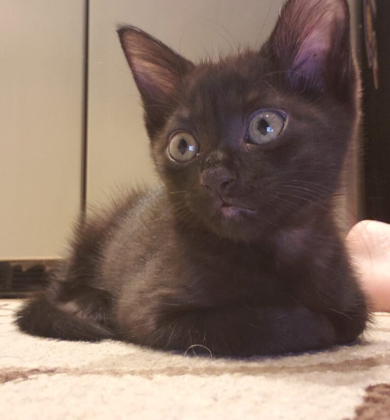 New cat mom here!!! So excited to have my 1st kitten ever, her name is Noodle. A