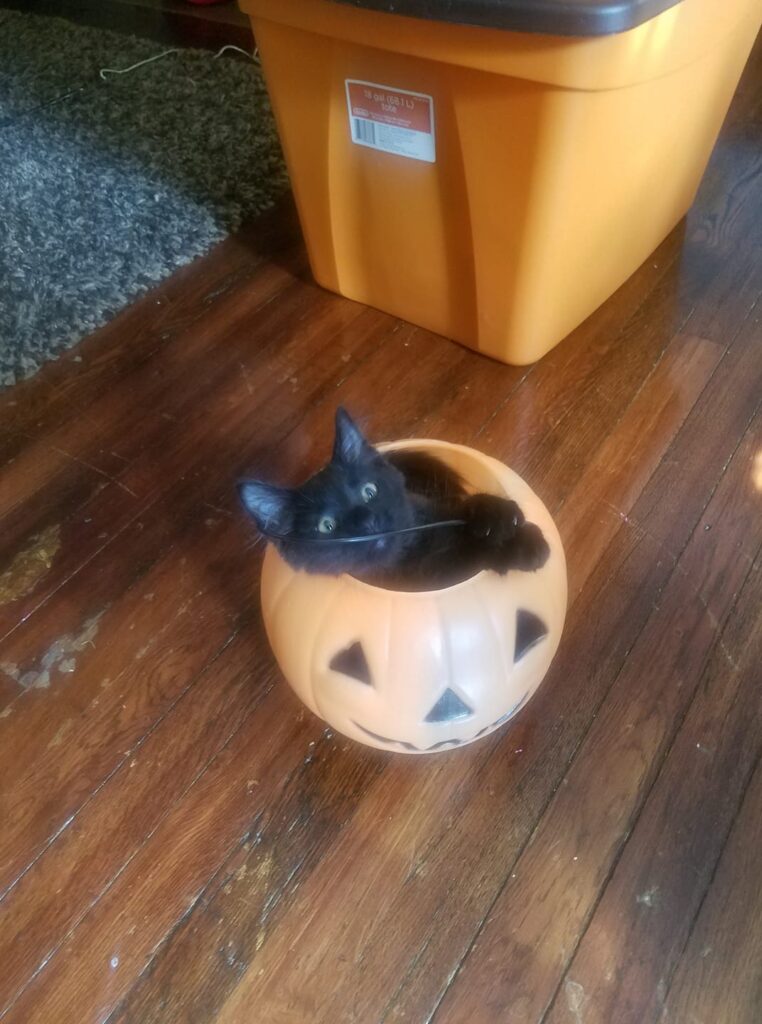 I go trick or treat to