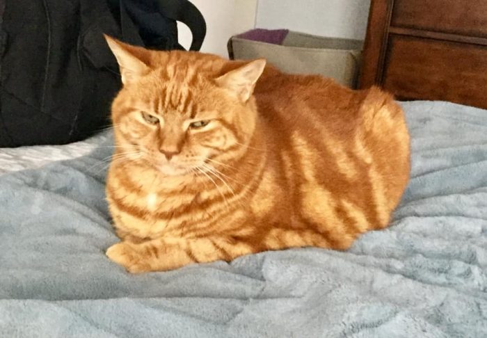 This is our fur boy Stewart.. 12 years ago today he found his forever home with