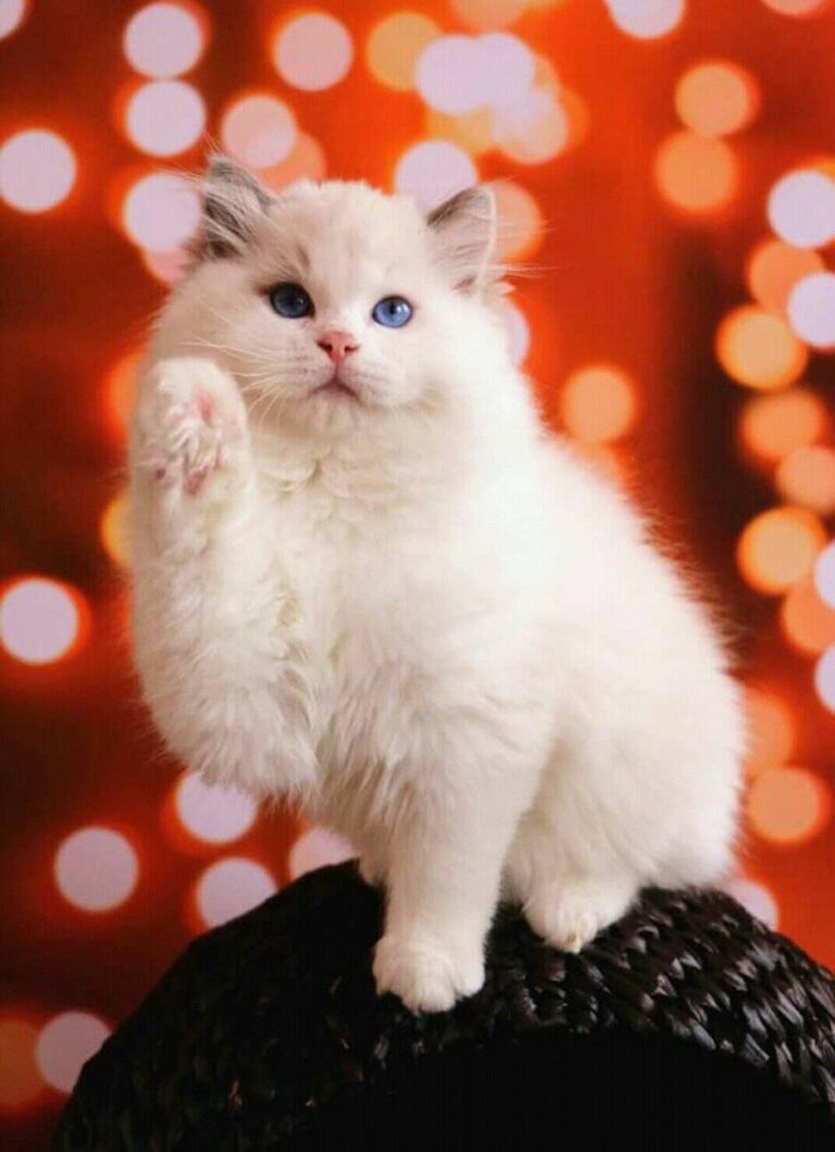 Hello..happyCat:-):-)