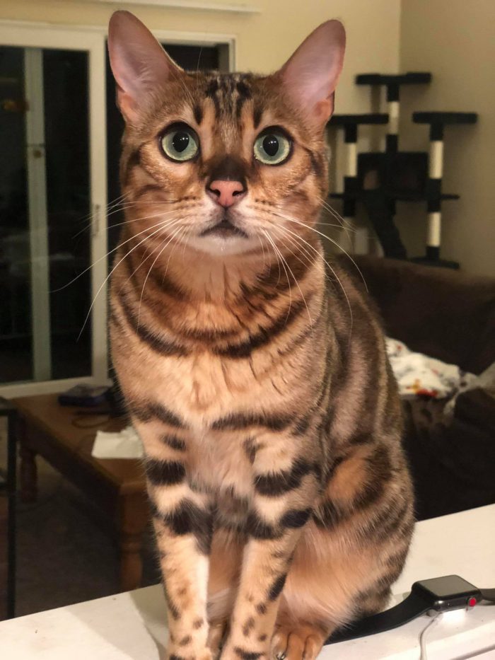 Where my other happy cats at??