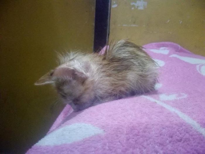 Hello Cat Lovers I just brought this little angel home with me . please help me