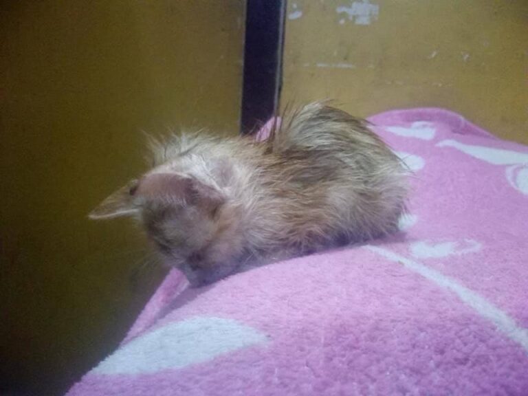 Hello Cat Lovers I just brought this little angel home with me . please help me