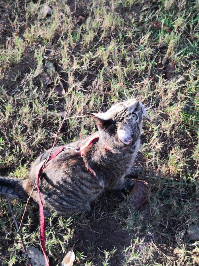 Kylo got to go outside AND watch a bird. Happy girl.