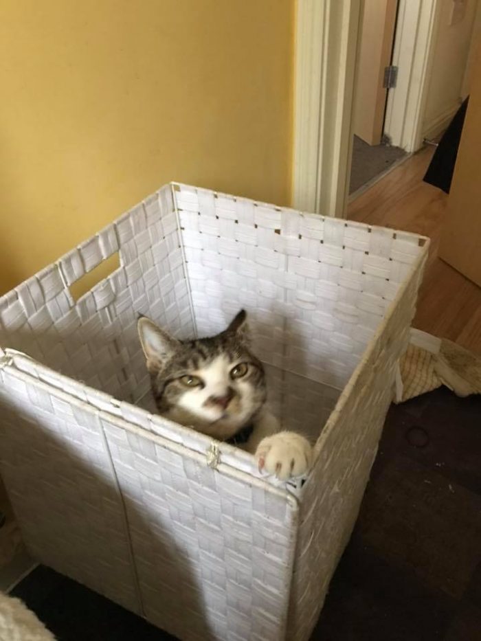 Does anyone else’s little fur monster steal bag of treats and tears them open? H