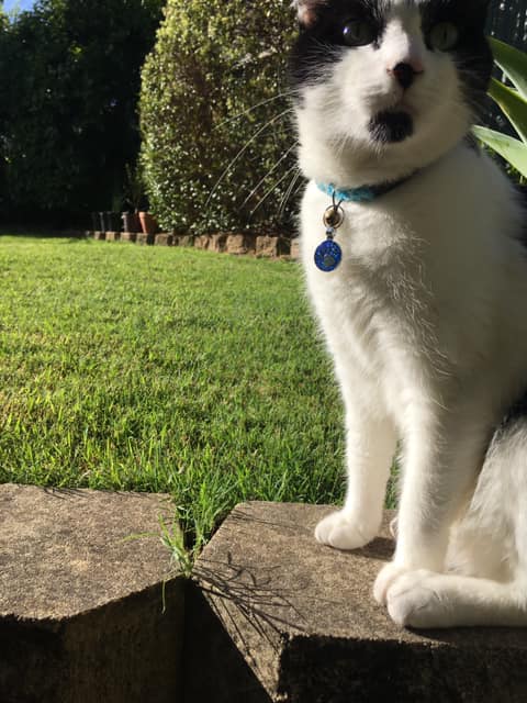 Just some of my favourite pictures of Cloud!
