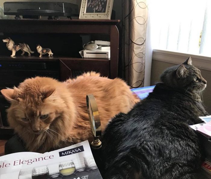 Had surgery on Tuesday, here are my nurses hanging out next to the couch.