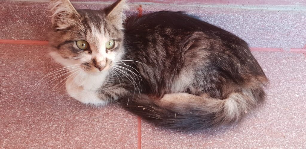 Found him yesterday in the road. I don't know how person can just leave animal.