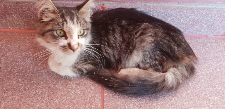 Found him yesterday in the road. I don't know how person can just leave animal.