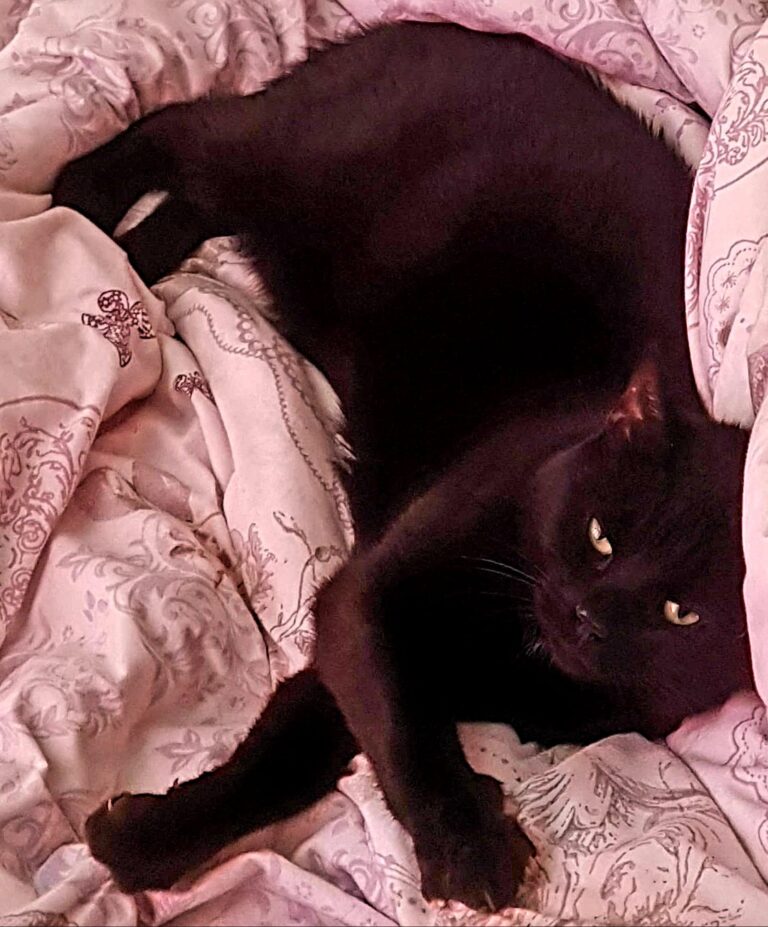 Relaxed Lem says good evening