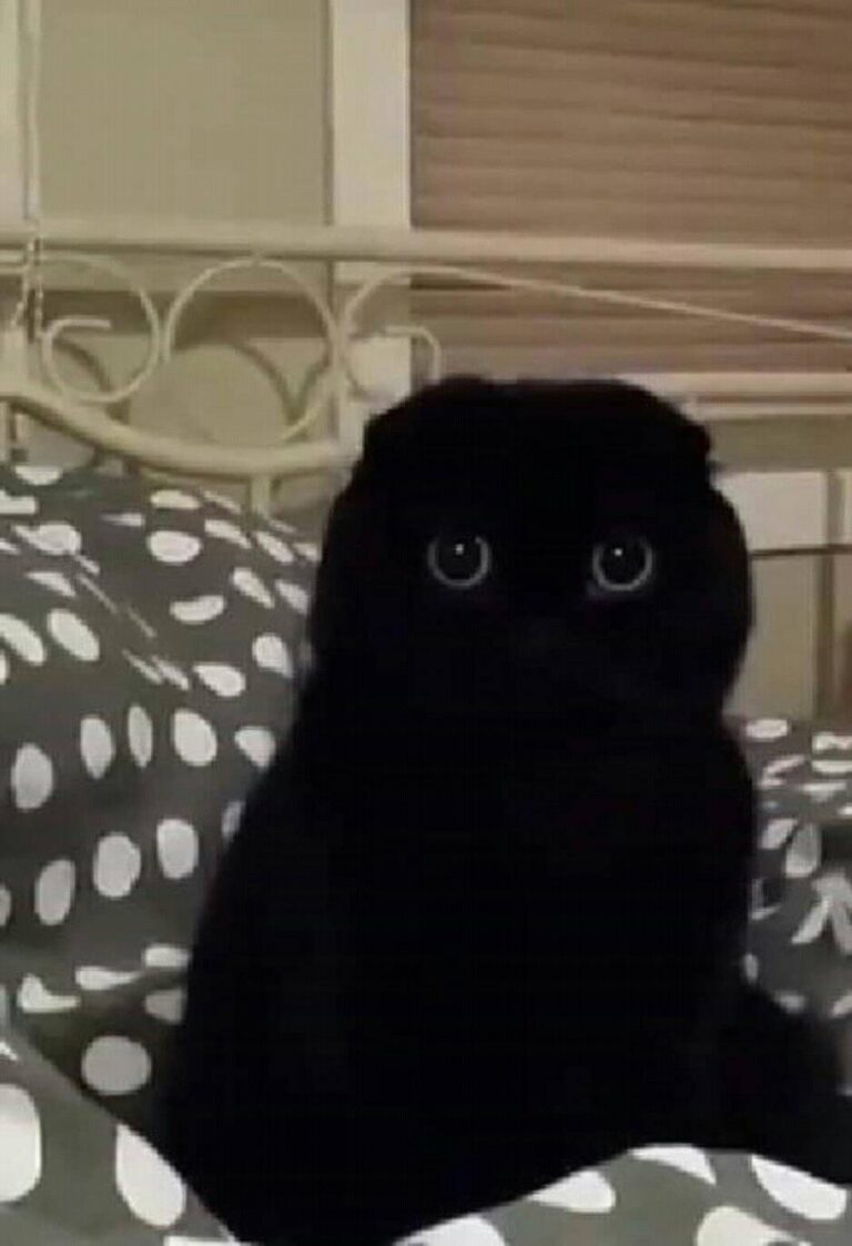 Owl or Cat??