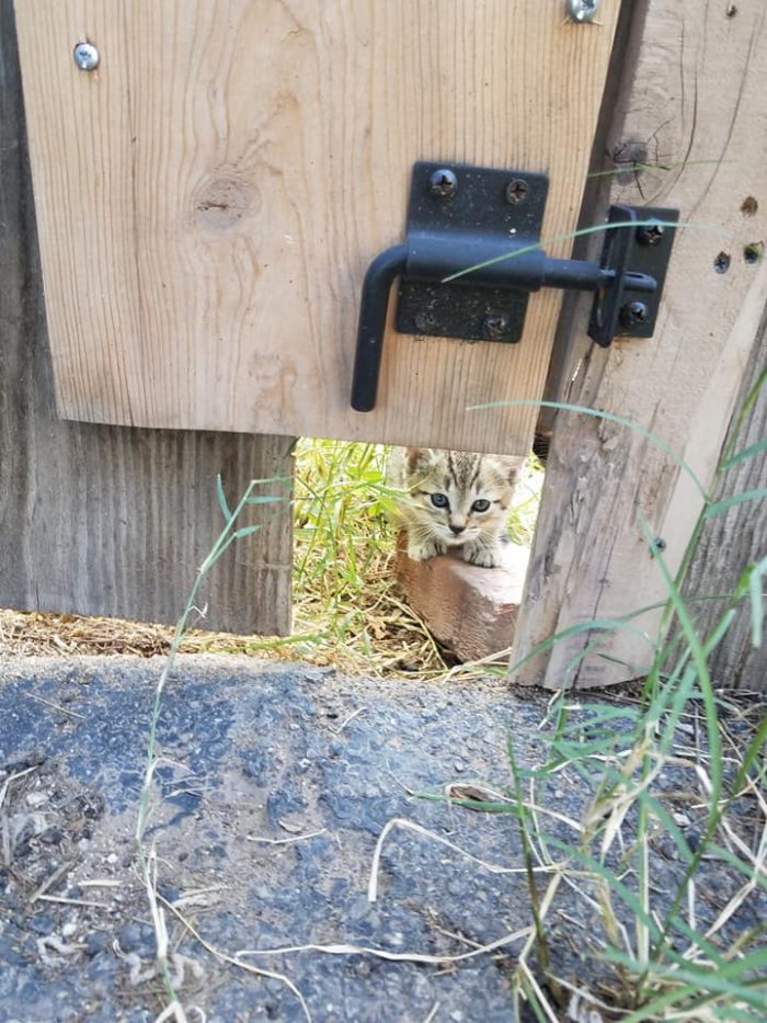 Feral kittens living at my neighbor's backyard. They are starting to come out!