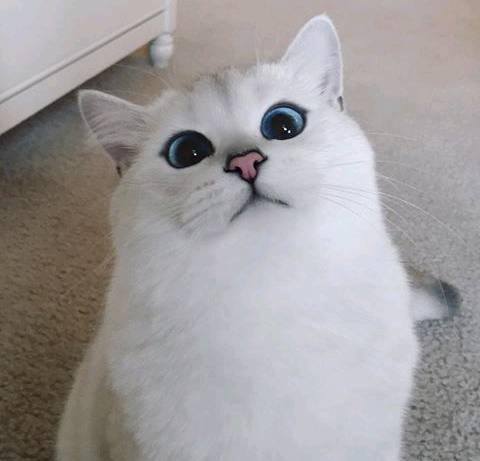 Do you know preety cat this?