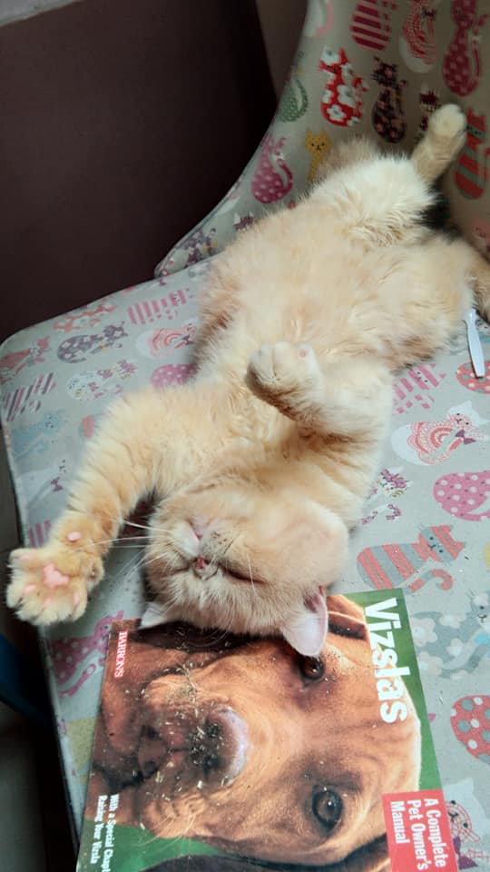 catNip strikes HAHAHA! feels like cloud9 haha