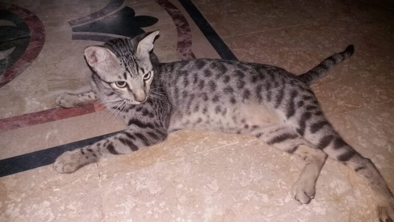 Hi Meet my  Lovely Cat