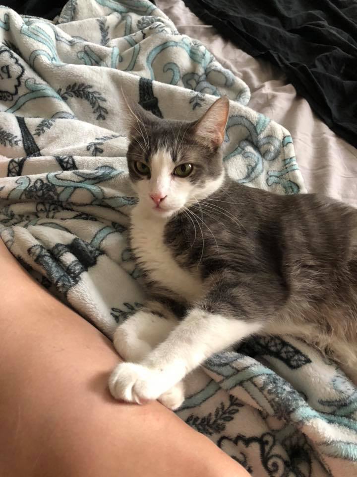 Handsome Boba Catt