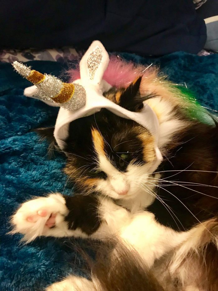 Got my cat Unicorn costume and I don’t think she like it lol