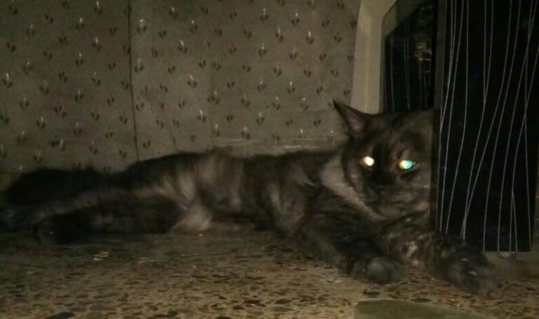Glowing eyes  Post yours