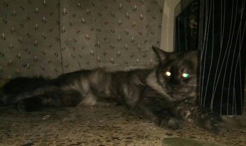 Glowing eyes  Post yours