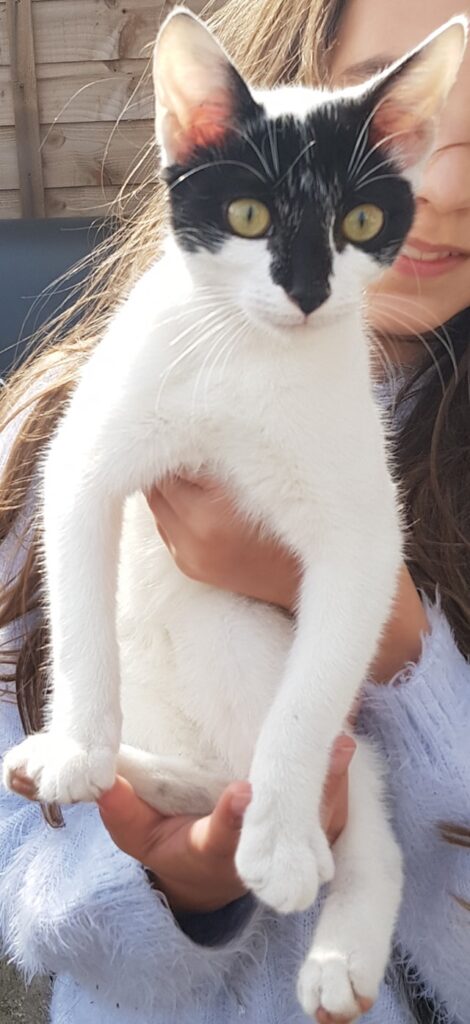 This kitty, female I think ,came to my backyard, very hungry, now it is ok, if a