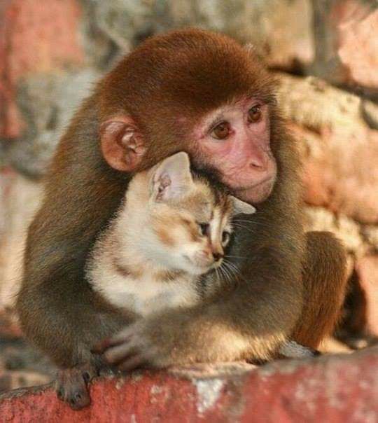 Sooooooooo Cuteeeeee  Dear Friends