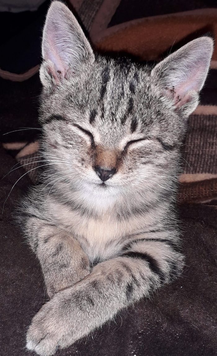 My little Cat Tapsi !!