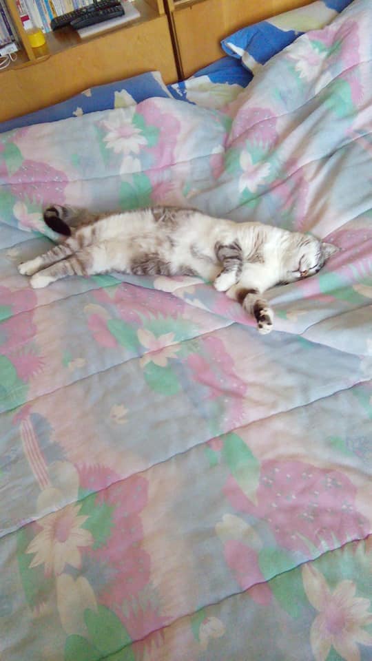 My cat girl Kitty ( 8 years)