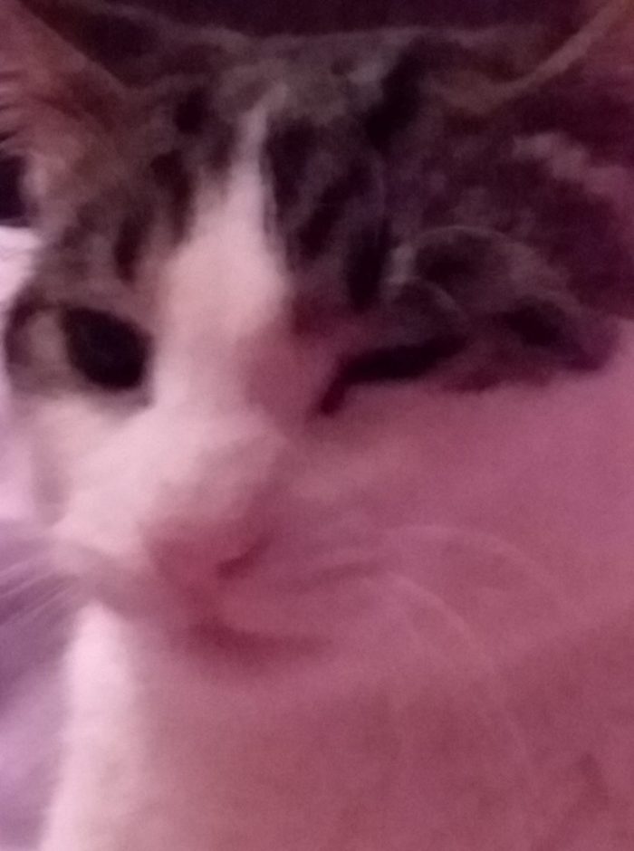 Happy birthday to my owner whos birthday is tomorrow.