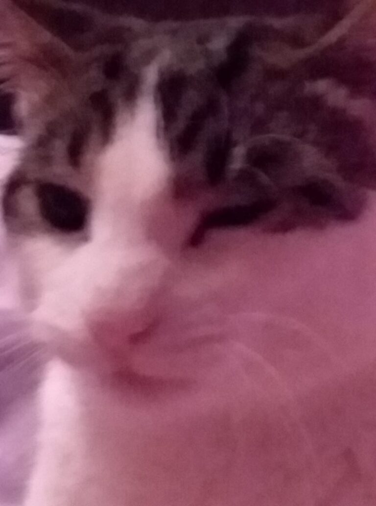 Happy birthday to my owner whos birthday is tomorrow.